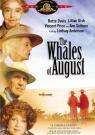 八月的鲸鱼The Whales of August
